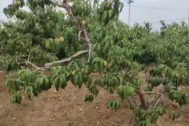 山东大旱，视频封面
