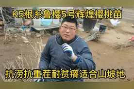 2022年最新最好最值得发展的大樱桃品种有哪些？视频里看我介绍吧视频封面