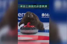 来自土拨鼠的冰壶表演视频封面