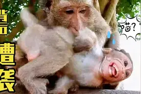 小猴子突然被母猴咬一口，真坏！视频封面
