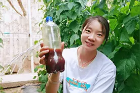 红糖酵母溶液如何发酵？今天现场教学，取材简单，方法简单视频封面