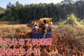 小邓深山散养土鸡，今天公布了快递费，看看一只鸡需要多少费用视频封面