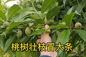 桃树粗枝冒大条，什么样的枝条合适结果呢视频封面