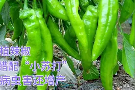 小苏打加“白醋”用在辣椒上，防病虫害还增产，你也可以试一试。视频封面