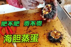 山东威海，海胆到底贵不贵？肥不肥？老吉买两只回家蒸蛋尝尝视频封面