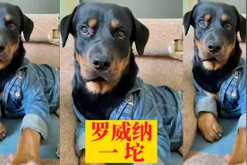 一坨：一只爱龇牙，最仗人势以及和母老虎对着干的罗威纳犬