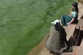 滇池的水为什么是绿色的呢？谁能告诉我这里的鸟叫什么吗？视频封面