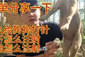 应该怎样给狗狗打针呢，分享一下肌肉注射皮肤注射，收藏好了。视频封面