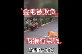 第一次见这么贱的猴子！！视频封面