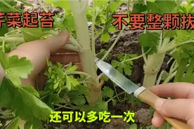 芹菜起苔了不要整颗拔，用这个方法把老桩留住，还可以吃一茬视频封面