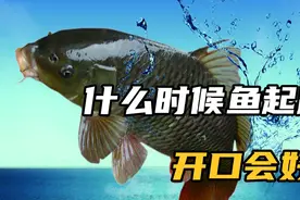 鱼起跳的几大原因，并不是因为缺氧，什么时候起跳才好钓呢？视频封面