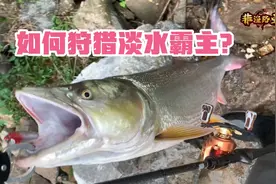 路亚野钓鳡鱼经验分享-标点、用饵、手法。如何降低跑鱼切线！