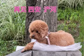 再见  西安  浐河视频封面