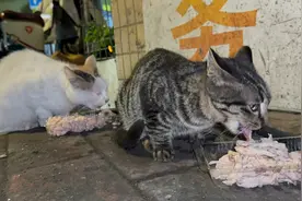 被母猫捡回来的流浪小猫长大了，对妈妈非常孝顺，有肉让给妈妈吃