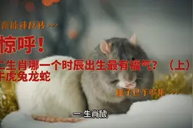 十二生肖哪一个时辰出生最有福气？（上）
鼠牛虎兔龙蛇视频封面
