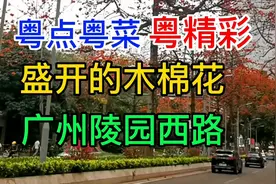 粤点粤菜粤精彩，盛开的木棉花，广州陵园西路，粤语中字幕视频封面