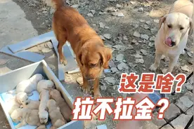 拉布拉多和金毛结合，会生出什么玩意？看这小奶狗多么可