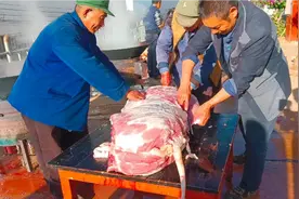 彝家人办喜事杀猪，几位老人直接把猪皮剥了，还轻车熟路，你见过视频封面