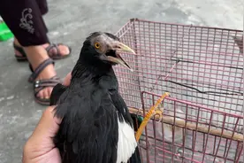 隔壁村大伯养的八哥鸟头顶快秃了，叫我帮忙看看是不是生病视频封面