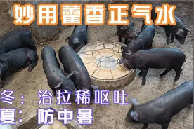 养猪妙用藿香正气水，夏天防中暑，冬治拉稀呕吐视频封面
