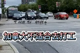 加拿大不适合去打工。视频封面