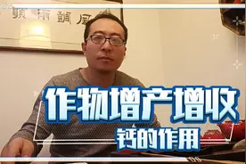 作物提高产量，必须掌握钙的使用，用错了产量低，病害多视频封面