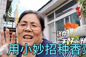 只要有个花盆就能种香菜，老太教大家小妙招种香菜，出苗齐长的好视频封面