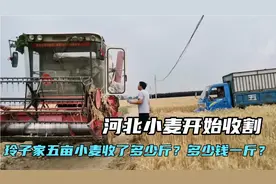 河北小麦开始收割，玲子家五亩看收了多少斤？河北多少钱一斤小麦视频封面
