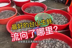 最好的台山生蚝，流向了哪里？（超贵的台山蚝肉）
