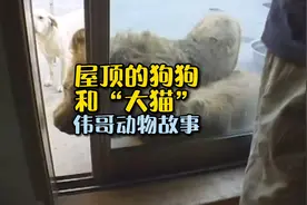 国外孙先生屋顶养狗狗被投诉扰民，没想到他还养了一头狮子？视频封面