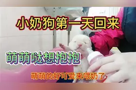 小奶狗第一天回来，宠物狗狗赛道太可爱啦萌萌哒看到就喜欢摸摸它