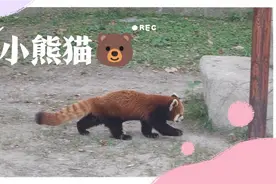 上海野生动物园小熊猫视频封面