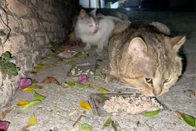 美短猫加入了流浪队伍，从开始挑吃，到现在被逼什么都吃得香