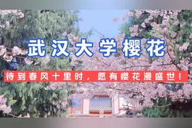 浪漫的武大樱花背后的复杂历史。视频封面