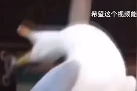 这些都是网上很火的表情包，祝大家每天都开开心心的视频封面