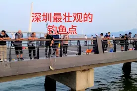 深圳湾海边禁钓还是开放钓鱼，颇受争议，现场感受百人钓鱼场景视频封面