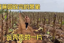 香蕉砍了之后，第二年还结果吗？需不需要再次重新种植视频封面