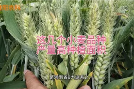 百农系列小麦品种，这几个种植面积大产量高，今年仍然是首选品种视频封面