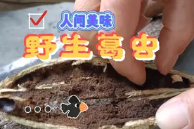 人间美味之#野生葛虫，油炸酥脆。戒不掉的味道！你会弄来吃吗？