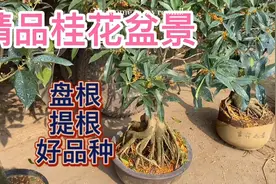 白菜价的精品桂花盆景，盘根提根好品种，几百一棵在大集被抢购视频封面