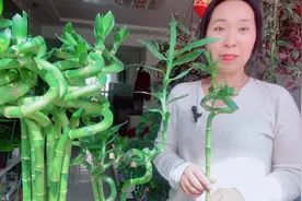 室内养转运竹，做好这些事，转运竹生长旺盛叶片翠绿！