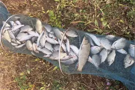 立夏野钓鱼连杆，深钓中午浅早晚视频封面