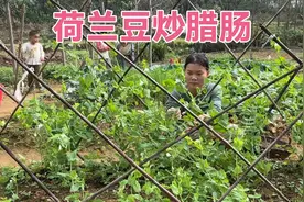 农村媳妇自种的荷兰豆摘第一茬 午餐配上腊肠炒3个孩子都很喜欢吃视频封面