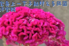 孩子身上痒起疙瘩！宝妈寻来一物煮水擦一擦，很快见效，值得收藏视频封面