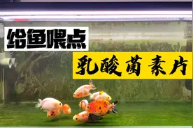 兰寿催苗容易发生失鳔栽头，用乳酸菌素片会有一定帮助视频封面