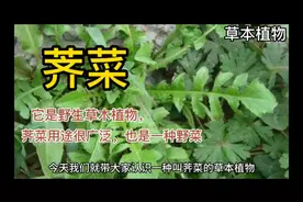荠菜是野生草本植物，也是一种野菜，荠菜用途很广泛你知道多少？视频封面