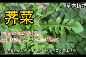 荠菜是野生草本植物，也是一种野菜，荠菜用途很广泛你知道多少？视频封面
