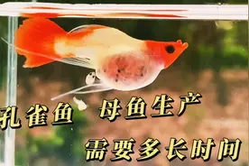 孔雀鱼母鱼生产需要多长时间，一次能生多少小鱼视频封面