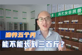 猪五个月长到三百斤，真的可以吗？大猪场给出的数据，看看吧视频封面