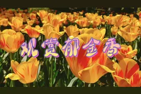 带您走进中山公园欣赏梦幻般的五彩宾纷的郁金香。原创作品视频封面